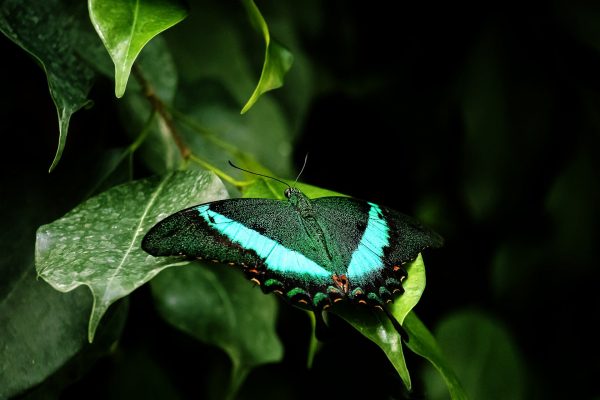butterfly-7632646_1920
